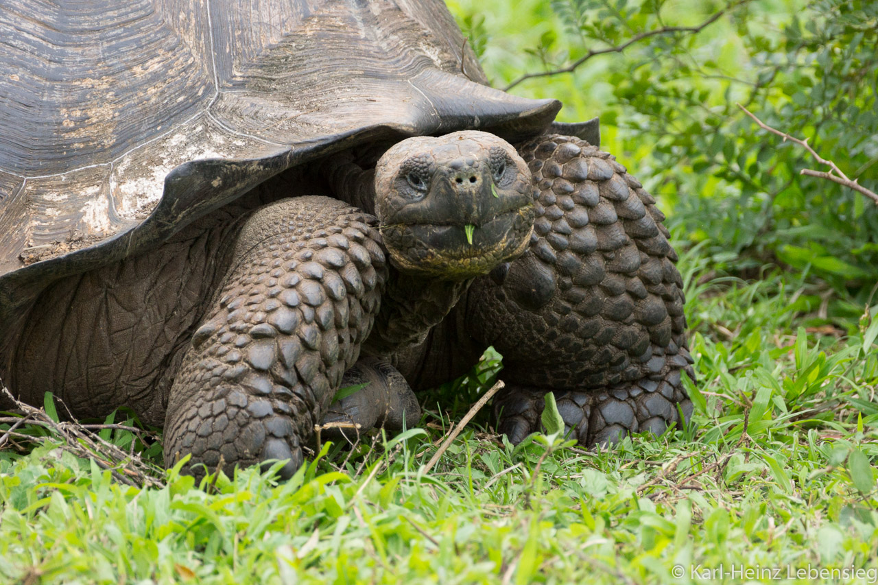 Galápagos